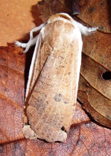 Noctua pronuba